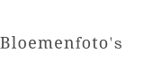 Bloemenfoto's